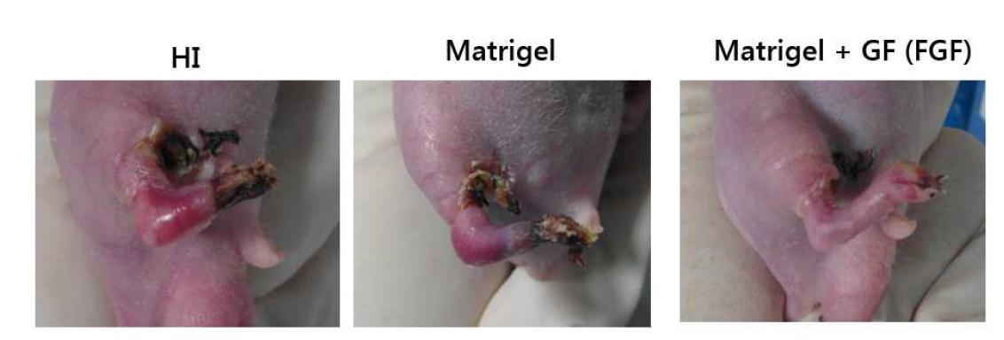 성장인자가 포함된 matrigel을 하지 허혈성 모델에 적용해 주었을 때 다리 재생정도비교