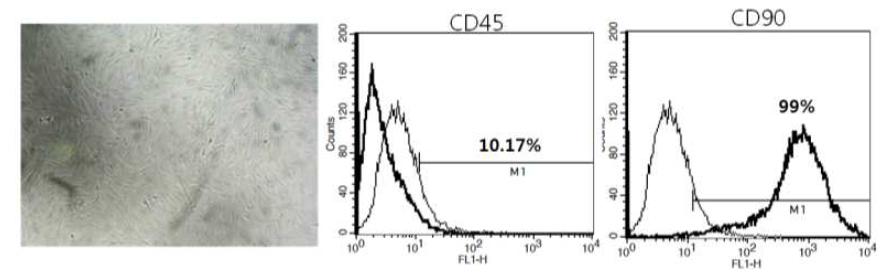 백서의 골수 유래 중간엽줄기세포와 줄기세포 표면인자확인
