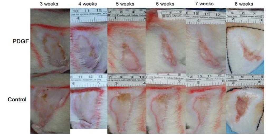 성장인자 (PDGF) 를 주사한 실험군와 대조군 기간 경과에 따른 연조직 괴사 부위의 회복 정도