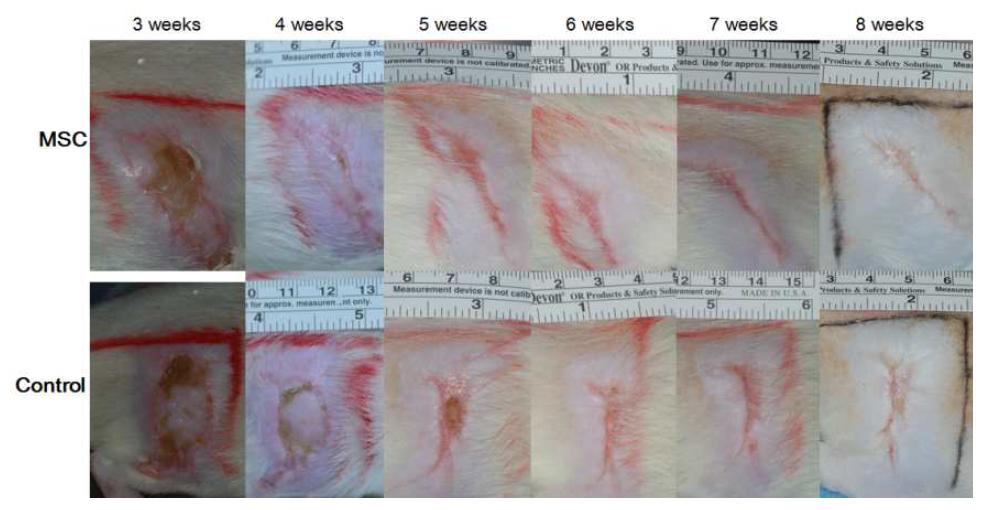 줄기세포를 주사한 실험군과 대조군의 기간 경과에 따른 연조직 괴사 부위의 회복 정도