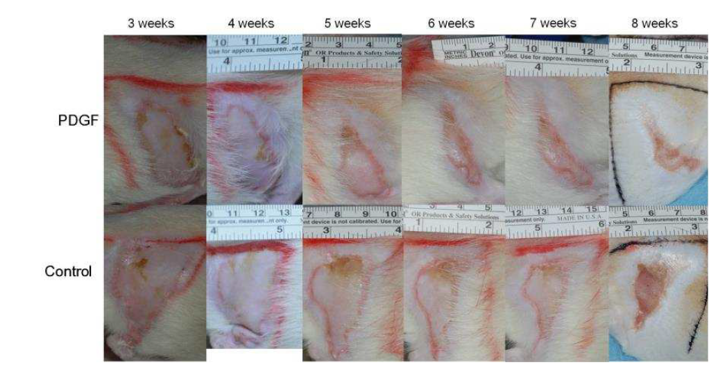 성장인자 (PDGF) 를 주사한 실험군와 대조군 기간 경과에 따른 연조직 괴사 부위의 회복 정도
