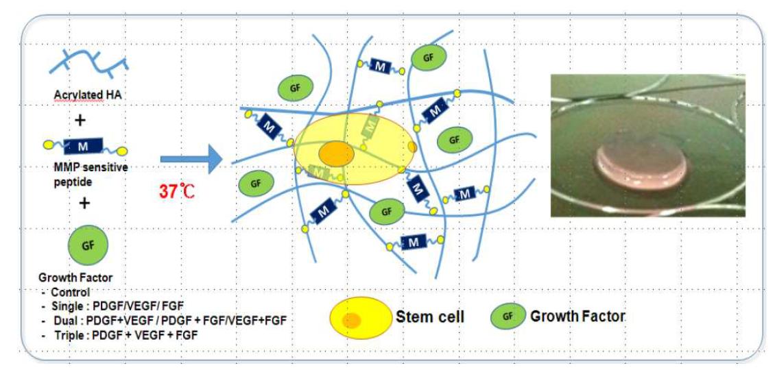 혈관생성인자를 포함한 수화젤 : 230kDa HA 4wt% + MMP sensitive pepetide 100% +grwoth factor(GF)