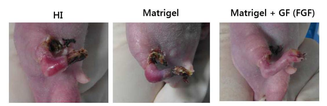 성장인자가 포함된 matrigel을 하지 허혈성 모델에 적용해 주었을 때 다리 재생정도비교
