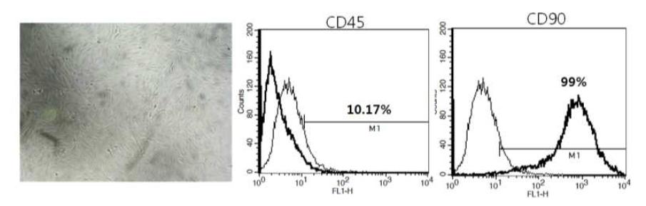 백서의 골수 유래 중간엽줄기세포와 줄기세포 표면인자확인