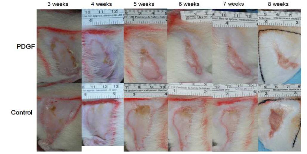 성장인자 (PDGF) 를 주사한 실험군와 대조군 기간 경과에 따른 연조직 괴사 부위의 회복 정도