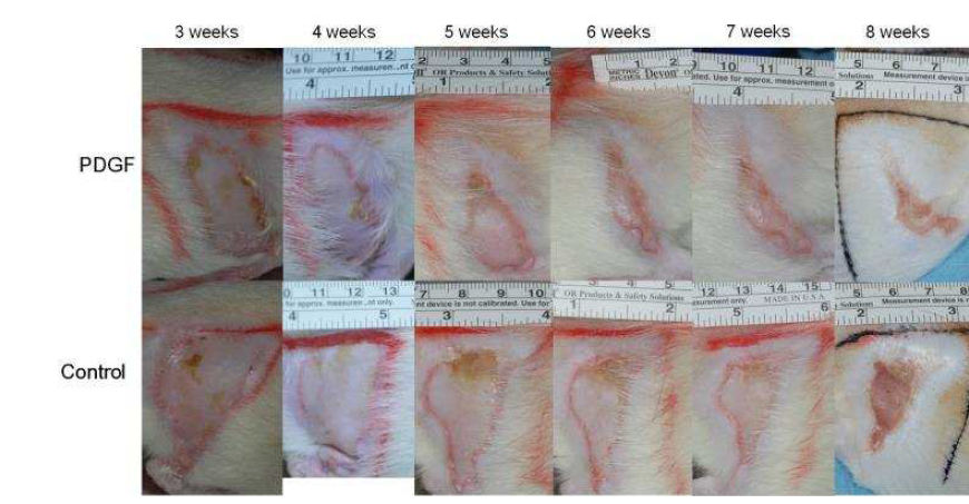 성장인자(PDGF) 를 주사한 실험군와 대조군 기간 경과에 따른 연조직 괴사 부위의 회복 정도