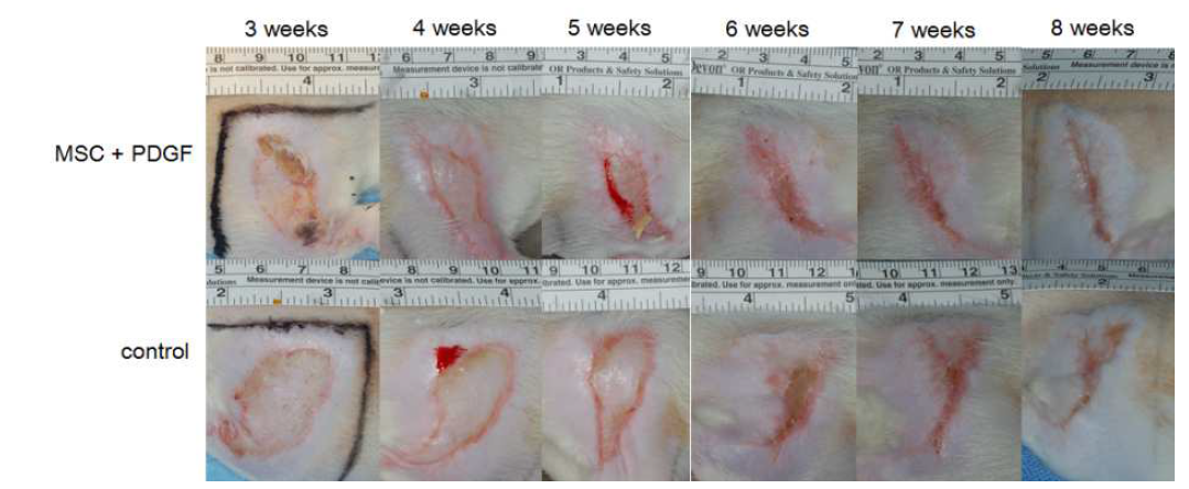 성장인자 (PDGF)와 줄기세포를 혼합주사한 실험군와 대조군 기간 경과에 따른 연조직 괴사 부위의 회복 정도