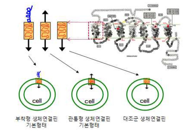 관통형 및 부착형 생체연결핀의 기본 구조