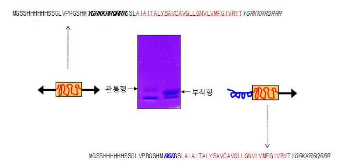 재조합 생체연결핀의 정제. 가운데 그림은 Coomassie blue staining 사진이고 관통형 및 부착형 생체연결핀의 도해 및 아미노산 서열을 함께 나타냄