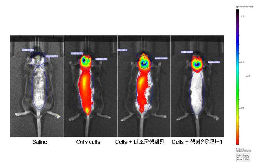 C57BL/6 mouse stereotaxic model에서 생체연결핀의 효과