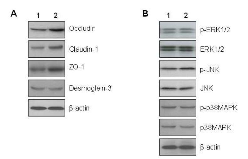 생체연결핀에 의한 tight junction protein 발현