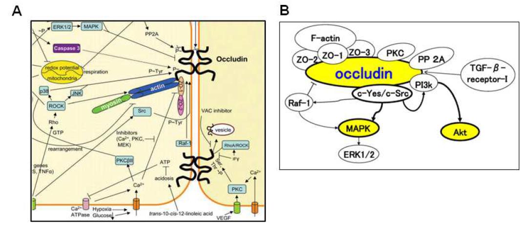 Occludin을 포함한 tight junction 중심의 세포내 단백질 네트워크