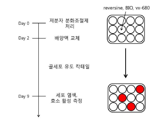 저분자 분화조절제에 의한 근모세포의 탈분화, 재분화의 유도 방법 모식도.