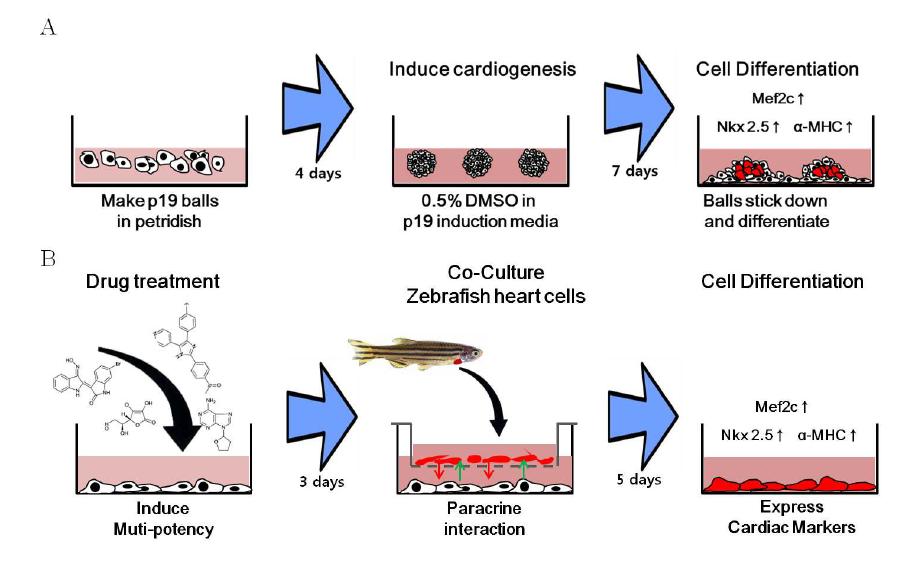 제브라피쉬 심장세포 공동배양시스템을 이용한 신개념 심근경색 유도 방법 확립.