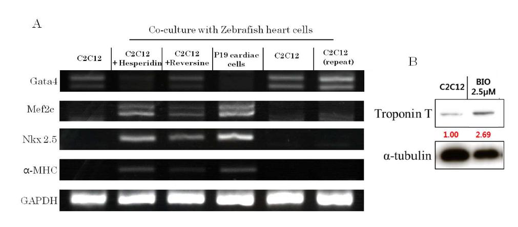 제브라피쉬 심장세포 공동배양 시스템이 다형성능이 유도된 C2C12를 심근세포로 유도함을 확인
