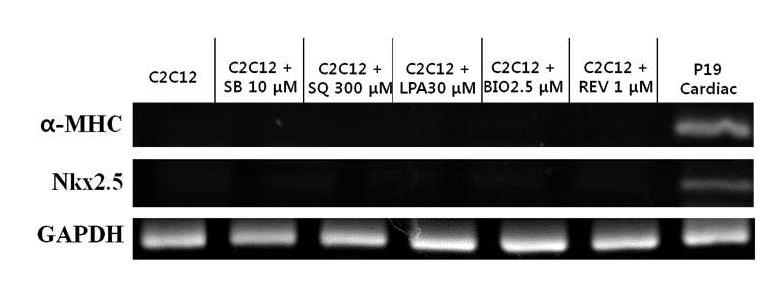 다형성능을 유도하는 저분자 물질을 처리한 후 RT- PCR로 심근세포 특이 유전자의 발현을 확인. 다섯가지 저분자물질 모두 심근세포 특이유전자에 영향을 끼치지 않음을 확인함.