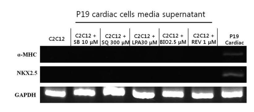 p19 cardiac cell이 분비한 물질이 들어있는 배지는 cardiogenesis를 유도하지 못함.