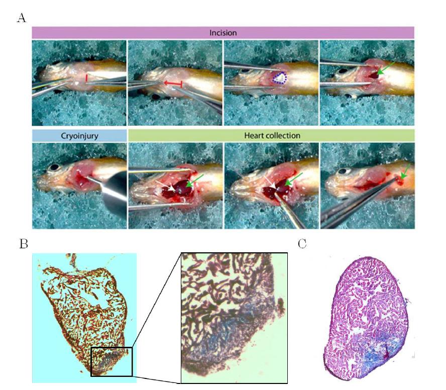 Zebrafish 심근경색 모델 생성 및 심근경색 확인.