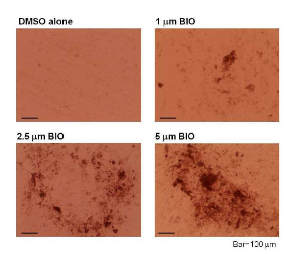 BIO로 유도된 human skeletal myotube derived ciPSC의 osteogenesis 확인. BIO의 농도와 비례하여 osteogenesis또한 증가됨음 확인.