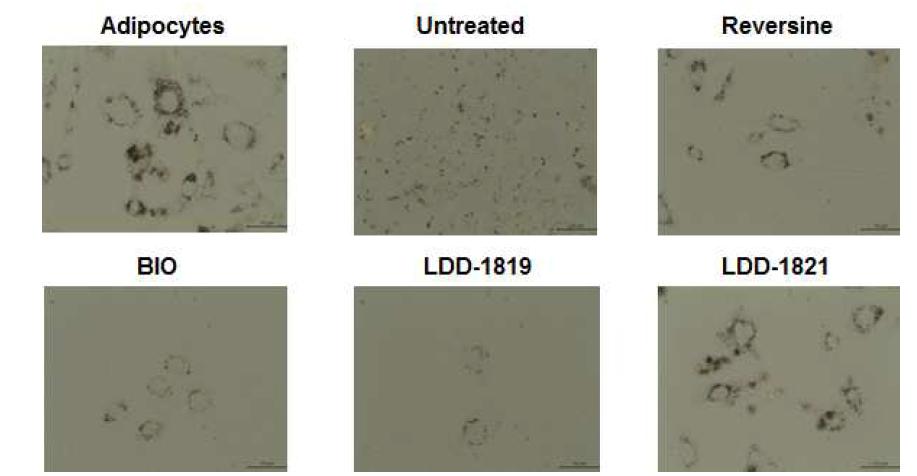 Oil red O 염색법을 통해 탐지된 근육세포의 지방세포 리프로그래밍. LDD- 1821에 의해 리프로그래밍된 근육세포에서 지방세포의 리프로그래밍이 가장 효율적으로 일어남