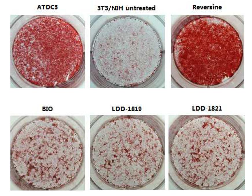 저분자 화합물을 처리한 뒤, 뼈세포로 리프로그래밍된 NIH/3T3 쥐 섬유세포의 이미지.LDD- 1821은 다양한 세포 종류에서도 세포 리프로그래밍을 유도할 수 있음. 사진은 6- well형태의 배양접시를 보여주고, 뼈 리프로그래밍은 Alizarin red 염색법으로 확인됨.