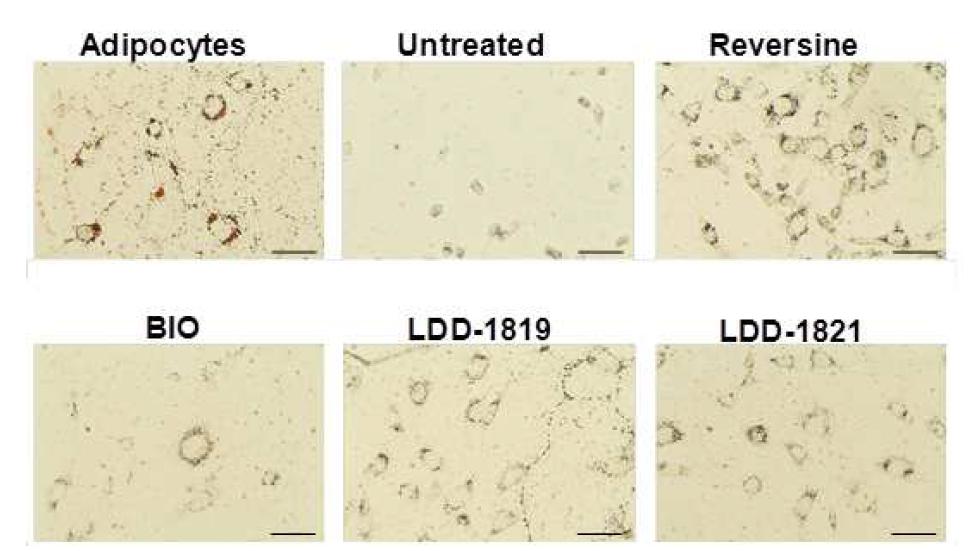 저분자 화합물을 처리한 뒤, 지방세포로 리프로그래밍된 NIH/3T3 쥐 섬유세포의 이미지. LDD- 1821은 다양한 세포 종류에서도 세포 리프로그래밍을 유도할 수 있음. 지방세포 리프로그래밍은 Oil red O 염색법으로 확인됨