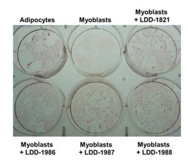 유도체 LDD- 1986, LDD- 1987, LDD- 1988에 의한 근육세포의 뼈세포 리프로그래밍 이미지. LDD- 1821에 서로 다른 연결부분을 붙인 세 개의 화합물 모두 뼈세포 리프로그래밍 유도 능력을 보임. 사진은 6- well형태의 배양접시를 보여주고, 뼈세포 리프로그래밍은 Alizarin red 염색법을 통해 확인됨