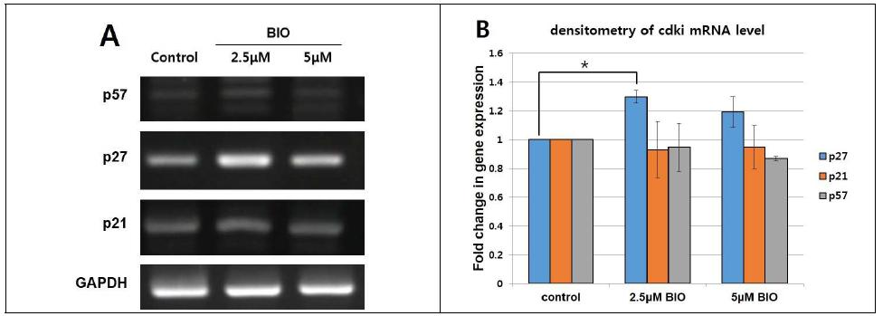 BIO를 처리한 후 RT- PCR로 세포분열 억제 유전자의 발현을 확인. Cdki중 p27의 발현이 BIO 처리 후 증가함을 확인함.