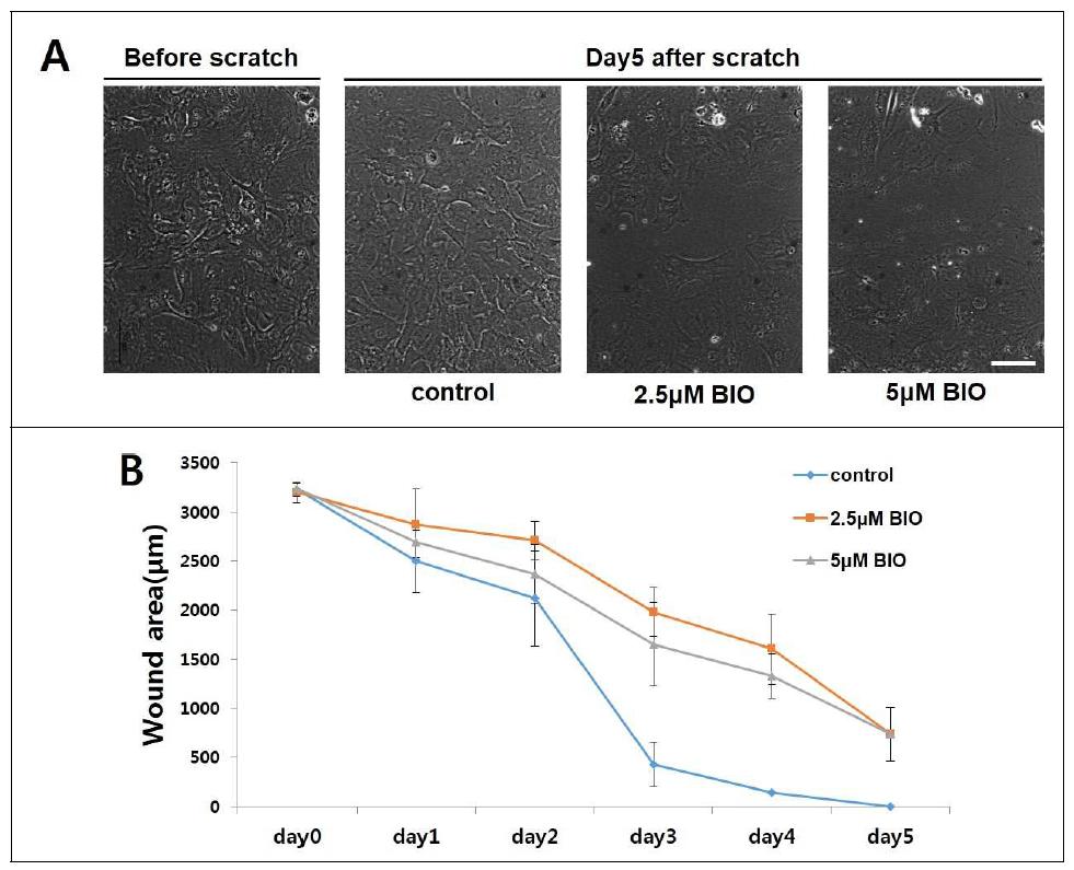 Neonatal 랫트로부터 분리한 심근섬유세포에서 wound 생성 후, BIO를 5일간 처리 한 후 얻은 사진과 그래프,