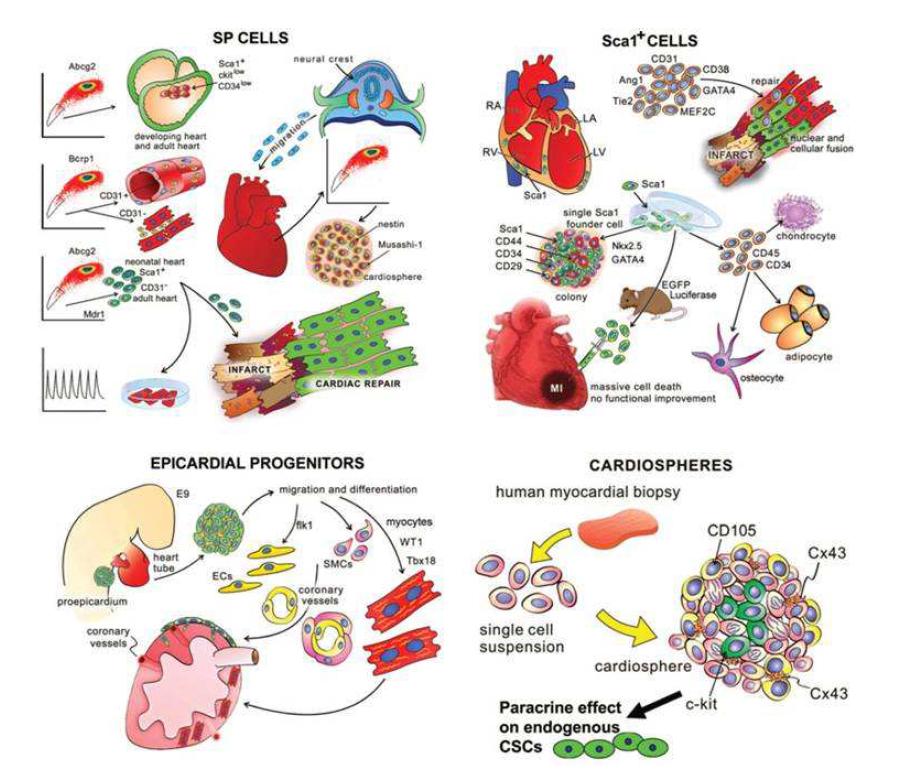 Cardiac stem/progenitor cell의 종류.