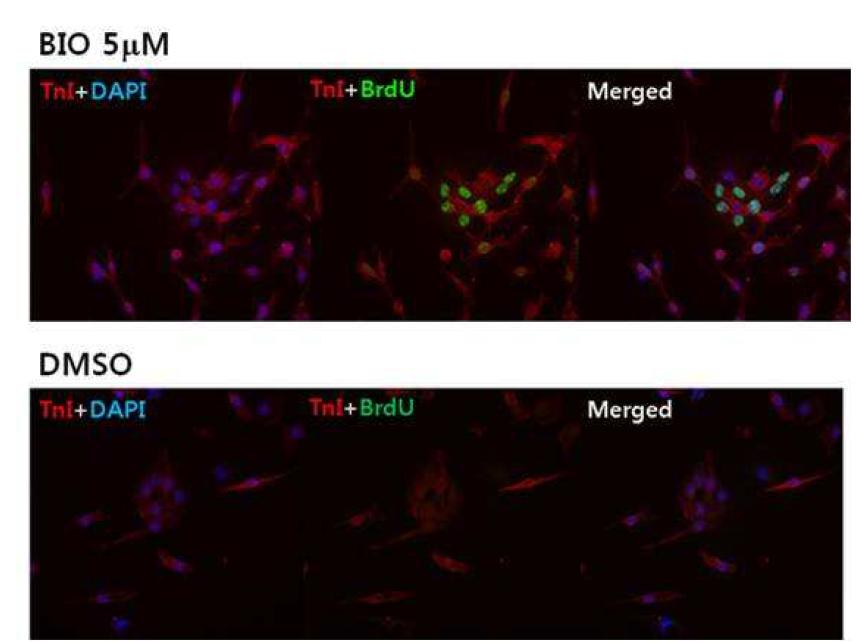 BIO에 의한 심근세포의 증식 심근세포에 BIO 5 mM 또는 DMSO를 48시간 처리한 후 세포증식 지표인 BrdU 발현을 면역형광염색으로 확인하였음. 심근세포의 표지단백인 cardiac troponin I (TnI)로 심근세포를 확인하였고, 핵 특이 결합 형광표지자인 DAPI로 이중염색 하였음. TnI의 발현은 빨강형광으로, BrdU 발현은 녹색형광으로, DAPI는 파랑형광으로 염색되었음. DMSO에 비하여, BIO 처리군에서는 BrdU 표지 심근세포가 현저하게 증가되어, BIO가 심근세포의 증식을 촉진함을 관찰하였음