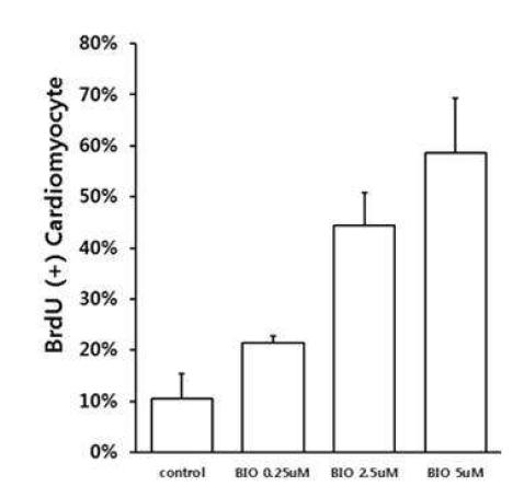 BIO의 농도별 처리에 의한 심근세포증식 촉진 BIO의 농도별 처리에 의한 심근세포 증식을관찰하기 위하여 심근세포에 BIO를 1.25, 2.5 또는 5 mM의 농도로 48시간 처리한 후 BrdU 형광 염색하여 증식 심근세포 수를 정량하였음. BIO 처리 농도에 따라 증식 심근세포의 수가 현저히 증가하였음