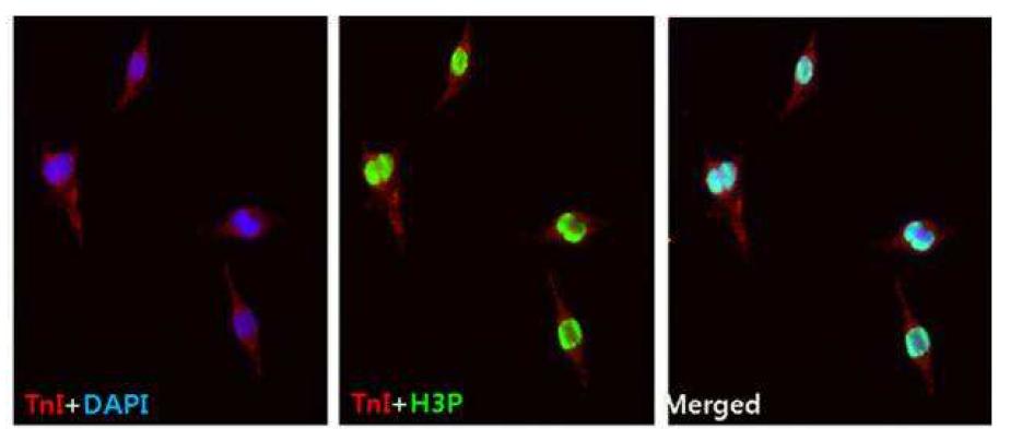BIO에 의한 심근세포의 유사분열 심근세포를 BIO 5 mM의 농도로 48시간 처리한 후 유사분열 표지자인 phosphorylated histone 3 (H3P, 녹색 형광)를 면역형광 염색법으로 확인하였음. 심근세포의 표지단백인 troponin I (TnI, 빨강 형광)로 심근세포를 확인하였고, 세포핵 특이 형광염료인 DAPI (파랑 형광)로 세포를 확인하였음. 유사분열되고 있는 심근세포의 핵이 선명하게 관찰되었음