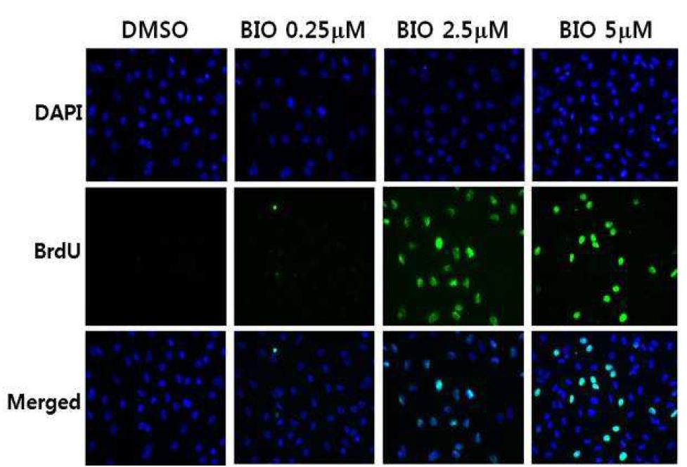 BIO에 의한 심근섬유세포의 증식 BIO의 농도별 처리에 의한 심근섬유세포 증식을 관찰하기위하여 심근섬유세포를 BIO 0.25 mM, 2.5 mM, 5 mM의 농도로 48시간 처리한 후 세포증식 인자인 BrdU를 확인하기 위하여 형광면역염색을 시행하였음. 2.5 mM과 5 mM의 농도에서 심근섬유세포의 증식이 증가되어있었으나 5 mM의 농도에서는 2.5 mM에서보다 현저히 감소하였음