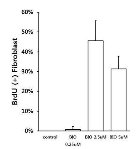 BIO의 농도별 처리에 의한 심근섬유세포증식 촉진 그림 5의 결과를 정량화 하였음.