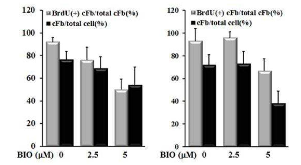 심근섬유세포의 세포수 감소 전체 배양 심근섬유세포의 수와 증식중인 심근섬유세포의 수를 정량화하였음. BIO 0, 2.5, 5 mM의 농도에서 2일간 배양 동안 (좌측 그래프) 전체 심근섬유세포수와 증식세포의 수가 감소하였음. 5일간 배양 후에는 전체 심근섬유세포수와 증식 세포의 수가 5 mM에서 현저히 감소하였음