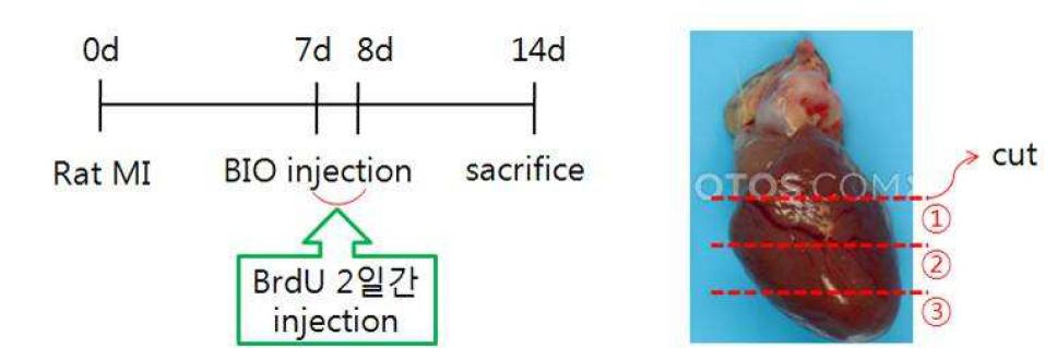 랫드 심근경색에 미치는 BIO의 영향 조사