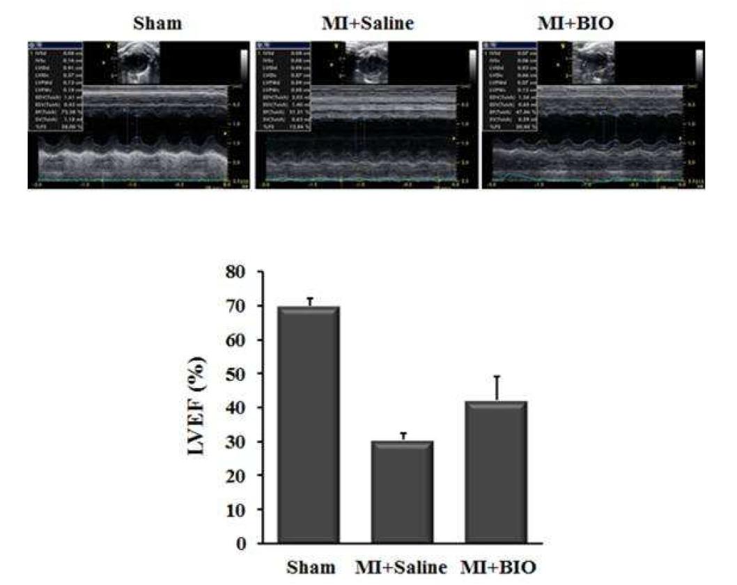 심근경색 후 좌심실 박출계수 랫드에 심근경색을 유도 후 생리식염수 또는 BIO를 매일복강내 주사하고 2주일 째 심초음파검사로 심기능 검사를 수행하였음. 좌심실 박출계수가 BIO 주사군에서 현저한 회복을 보였음.