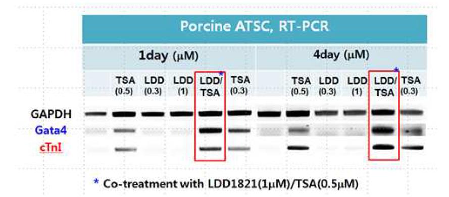 LDD1821과 TSA 동시 처리군에서 심근세포로의 분화율이 높음을 확인함.