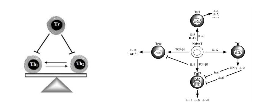 The balance and interrelationship among Th1-type, Th2-type, Treg-type, T17-type cytokines