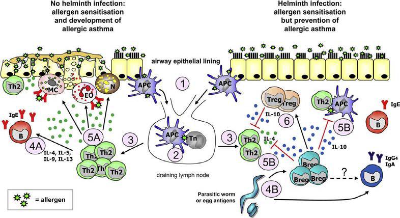 Breg cell–induced protection against allergic airway inflammation.