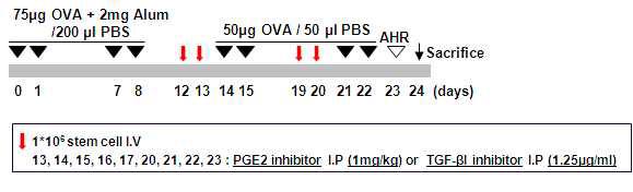 OVA와 alum을 이용한 알레르기비염 마우스 모델제작 스케줄 (PGE2 혹은 TGF-β blocking antibody 이용)