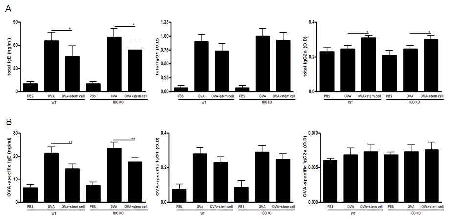 혈청 내 OVA-specific IgE, IgG1, IgG2a 농도 차이(IDO 결손 모델)