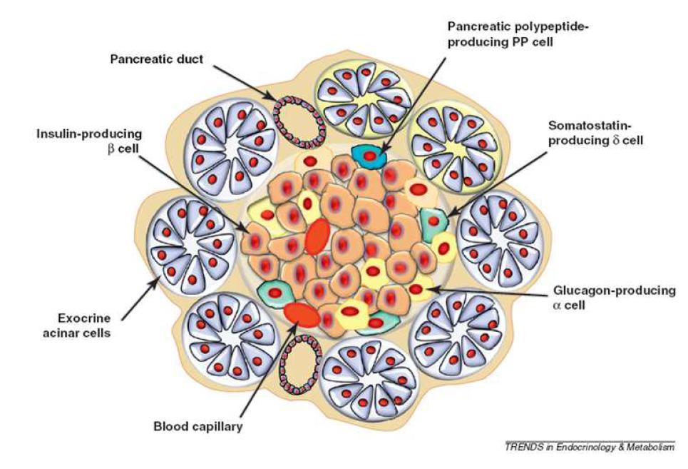췌장세포의 구조 및 종류