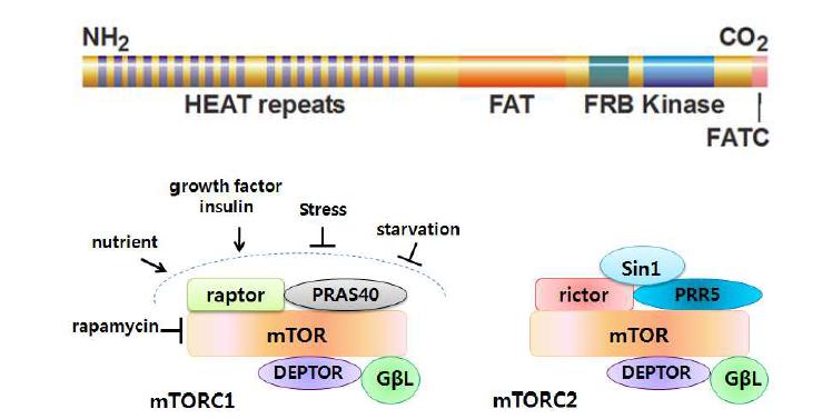 mTOR와(위쪽) mTOR Complex 1과 mTOR Complex 2의 신호전달 구성 단백질(아래)