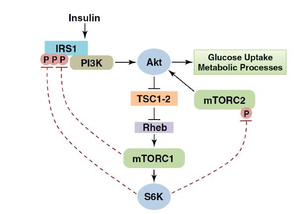 mTORC1 신호전달계는 IRS1- serine phosphorylation을 통한 negative feedback 기작으로 인슐린 감도를 높이는 역할을 하는 Akt 활성화를 저해함.