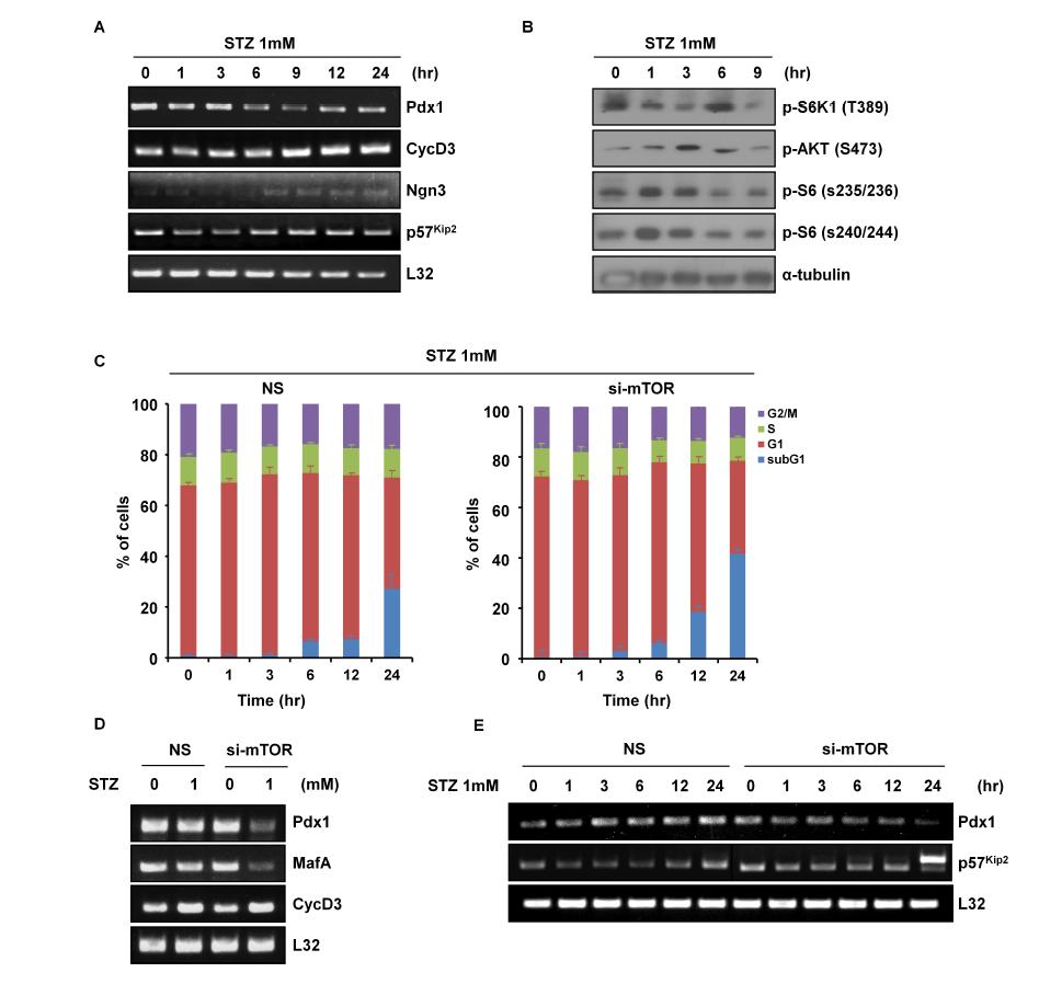 (A) streptozotocin 처치 후 β세포 재생동안 Pdx1, CycD3, Ngn3의 발현은 점차 증가함, (B) β세포의 사멸, 재생 동안 S6K1, Akt, S6 인산화가 감소하였다가 다시 회복됨, (C) mTOR knockdown 시 세포주기에서 sub- G1 주기가 증가함, (D) mTOR knockdown시 Pdx1과 MafA 발현이 감소함, (E) streptozotocin 처치 후 β 세포주 재생 동안 mTOR 결핍시 Pdx1 발현은 점차 감소하고 p57Kip2 발현은 증가함