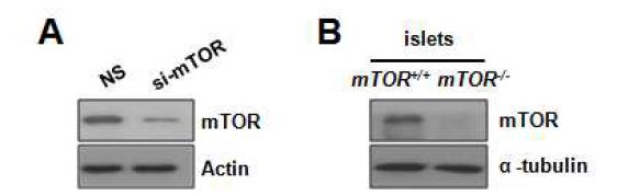 (A) 췌장 β 세포주에서 mTOR knockdown (B) 췌장 β 세포 특이적 mTOR 결핍 마우스의 islets에서 mTOR의 결핍 확인