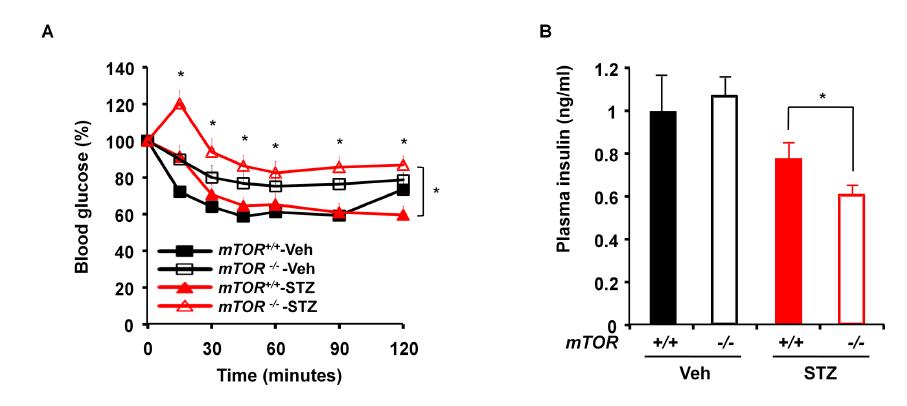 (A) streptozotocin injection후 insulin 내성 측정, (B) Plasma insulin 측정