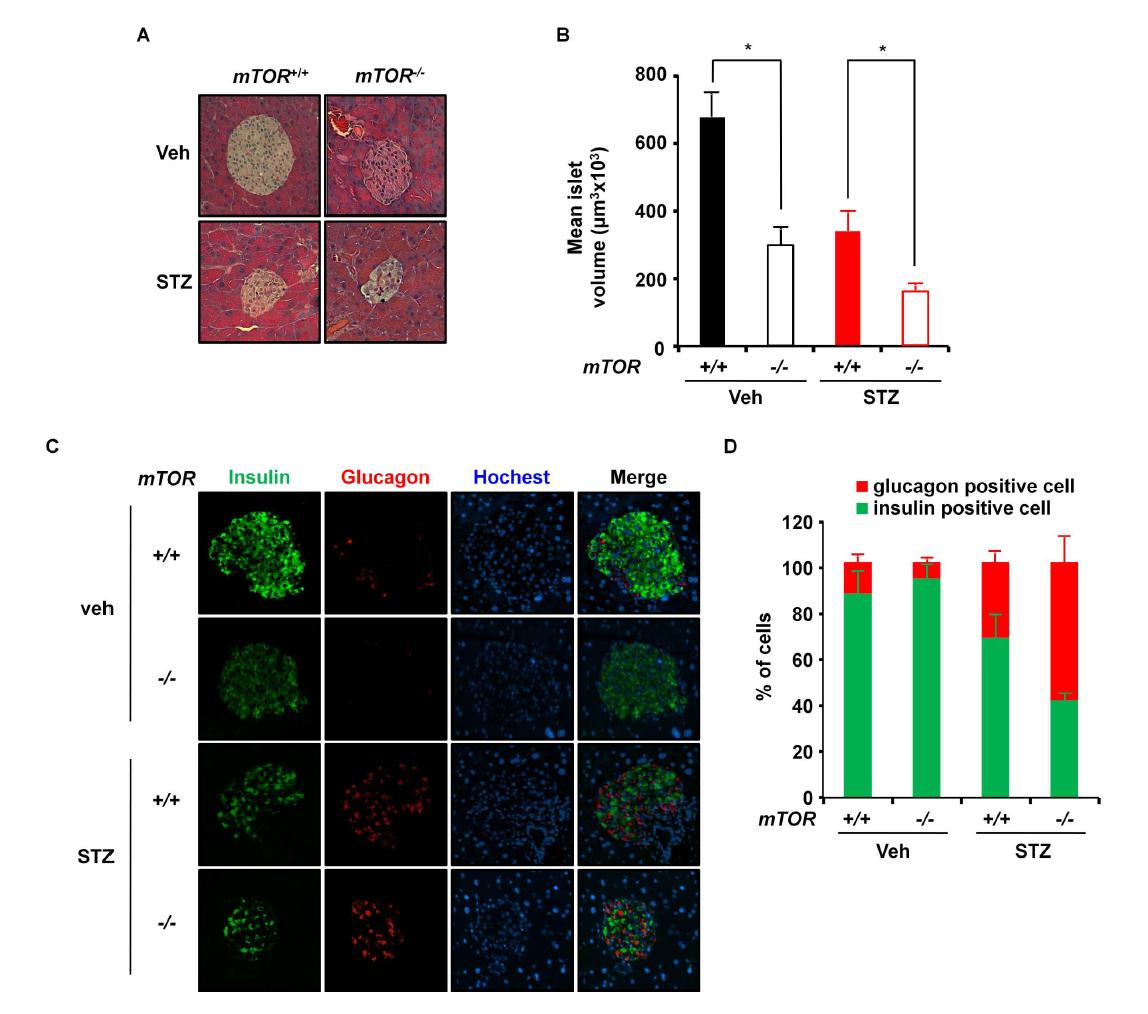 (A) Wild type 마우스와 mTOR 결핍 마우스에서 streptozotocin injection 후 histology 분석, (B) Islet volume, (C) Immunohistochemistry로 확인한 α, β 세포의 분포, (D) α, β 세포의 상대적 분포